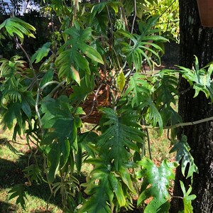 Philodendron mayoi cutting aka Tahiti, Impolitum non-rooted cutting 2 nodes, 2 leaves unrooted cutting, Multiple Nodes, cut fresh image 3