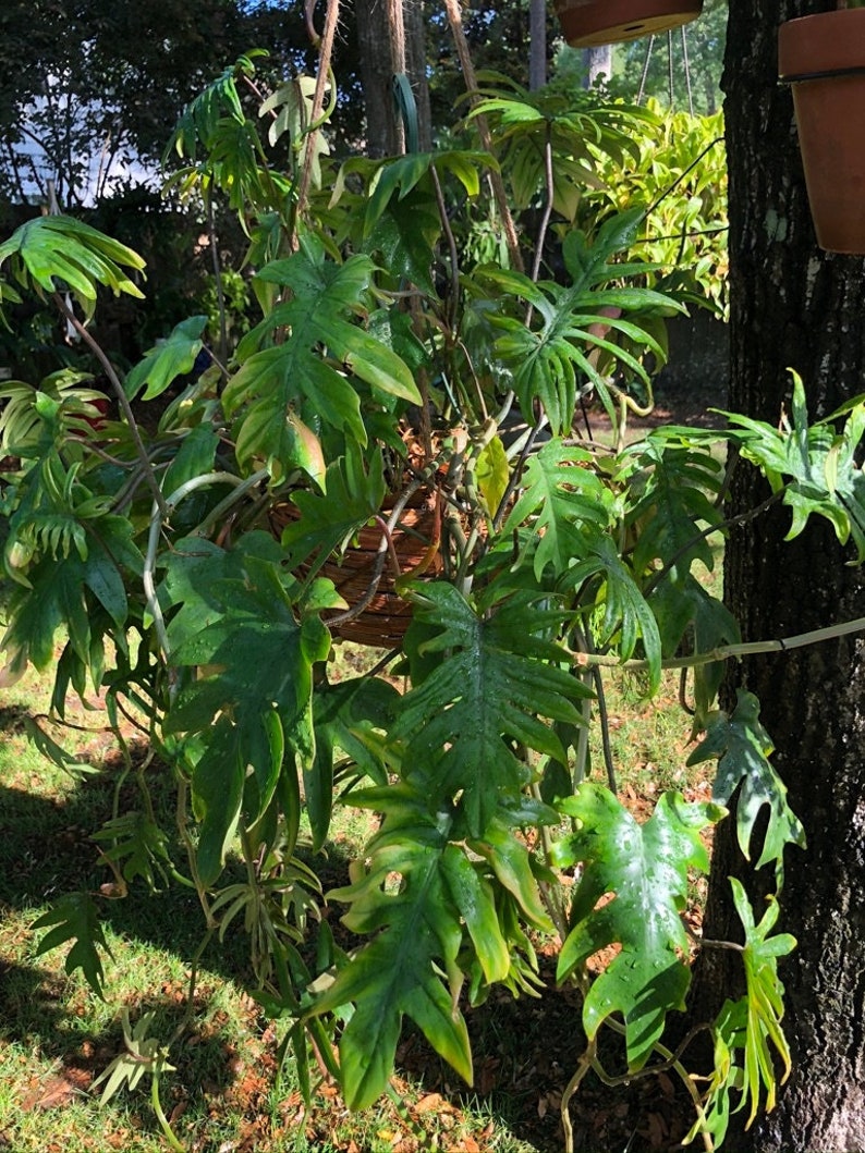 Philodendron mayoi cutting aka Tahiti, Impolitum non-rooted cutting 2 nodes, 2 leaves unrooted cutting, Multiple Nodes, cut fresh image 3