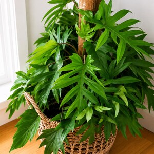 Pu&ograve; includere: Una rigogliosa pianta di Philodendron con foglie profondamente lobate e seghettate che cresce attorno a un palo di legno centrale. La pianta &egrave; contenuta in un cesto rotondo in vimini color cuoio con due manici, mostrando un fogliame denso.