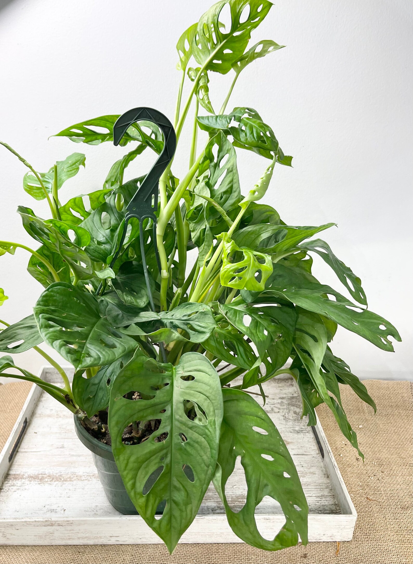 LARGE Monstera Adansonii Wide Form aka Swiss Cheese Vine Etsy