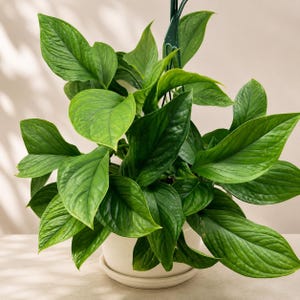 May include: A lush green houseplant with elongated, textured, heart-shaped leaves arranged in a dense cluster. The plant is potted in a simple, off-white ceramic container with a matching saucer and is supported by a dark green plastic hanger.