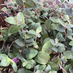 Tradescantia chrysophylla &#39;Baby Bunny Bellies&#39; Unrooted Cutting (6&quot;)