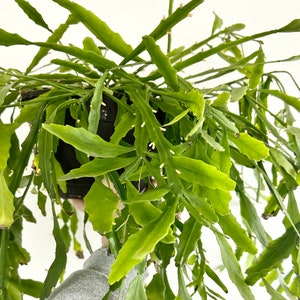 Rhipsalis elliptica - epiphytic cactus - Succulent - one 6&quot; unrooted cutting