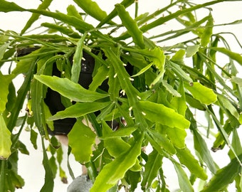 Rhipsalis elliptica - Succulent - one 6" unrooted cutting