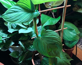 Philodendron fibraecataphyllum unrooted cutting - non-rooted cutting - 6" and longer cutting w Multiple Nodes, cut fresh to order