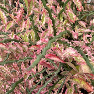 Euphorbia tithymaloides 'Variegatus' fka Pedilanthus tithymaloides unrooted cutting - Variegated Devil's Backbone one 12" unrooted cutting