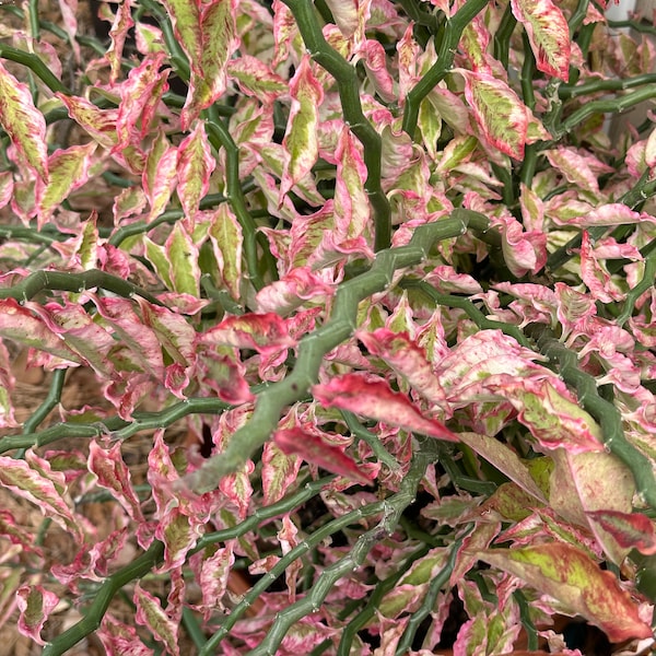 Euphorbia tithymaloides 'Variegatus' fka Pedilanthus tithymaloides unrooted cutting - Variegated Devil's Backbone one 12" unrooted cutting