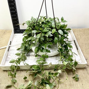 Hoya Krohniana Splash Cutting: Unrooted cutting