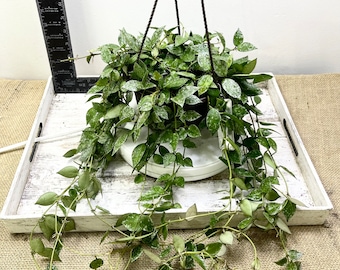 Hoya Curtisii Albomarginata | Rare Variegated Trailing Indoor