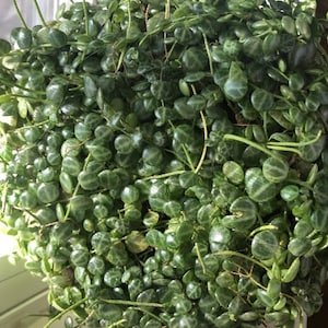 May include: A dense Peperomia prostrata houseplant featuring numerous small, round, succulent leaves with a dark green color and a distinct silver-white vein pattern. The plant has thin, trailing stems and several upright, slender, pale green flower spikes.