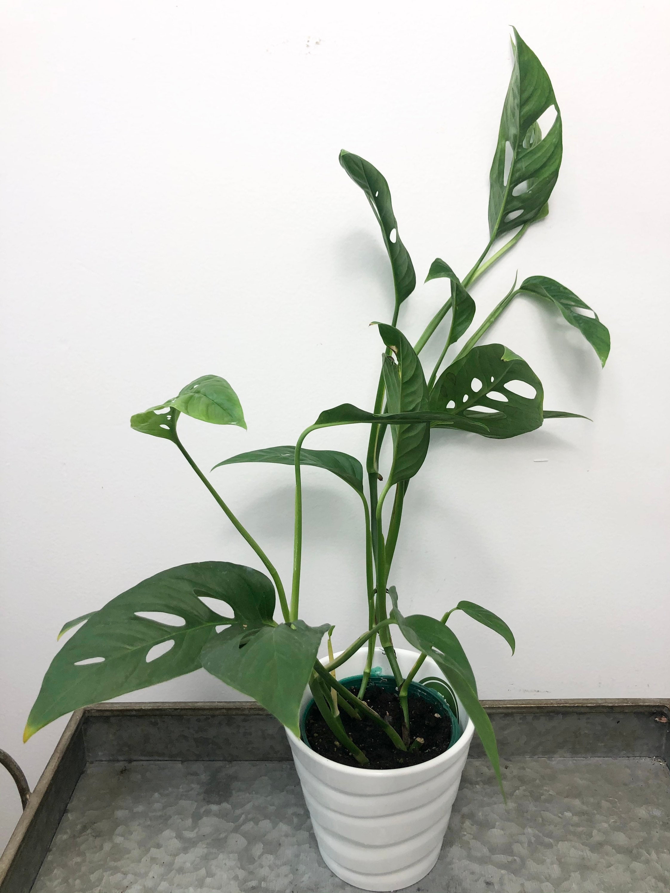 Monstera adansonii narrow form aka Swiss Cheese Vine shown