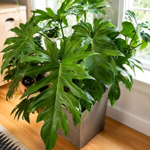 Pu&ograve; includere: Una grande pianta di Philodendron con foglie lobate, verde scuro e lucide, che cresce in un vaso quadrato grigio opaco. La pianta presenta molteplici steli con fogliame ampio e profondamente inciso che si estende verso l'esterno.