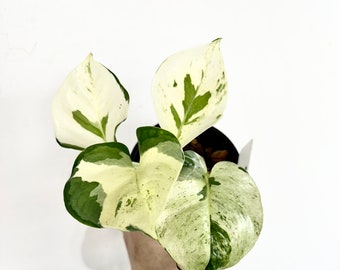 Manjula Pothos  highly variegated in 4” pot / Epipremnum aureum 'Manjula' Pothos - Exact Plant #2