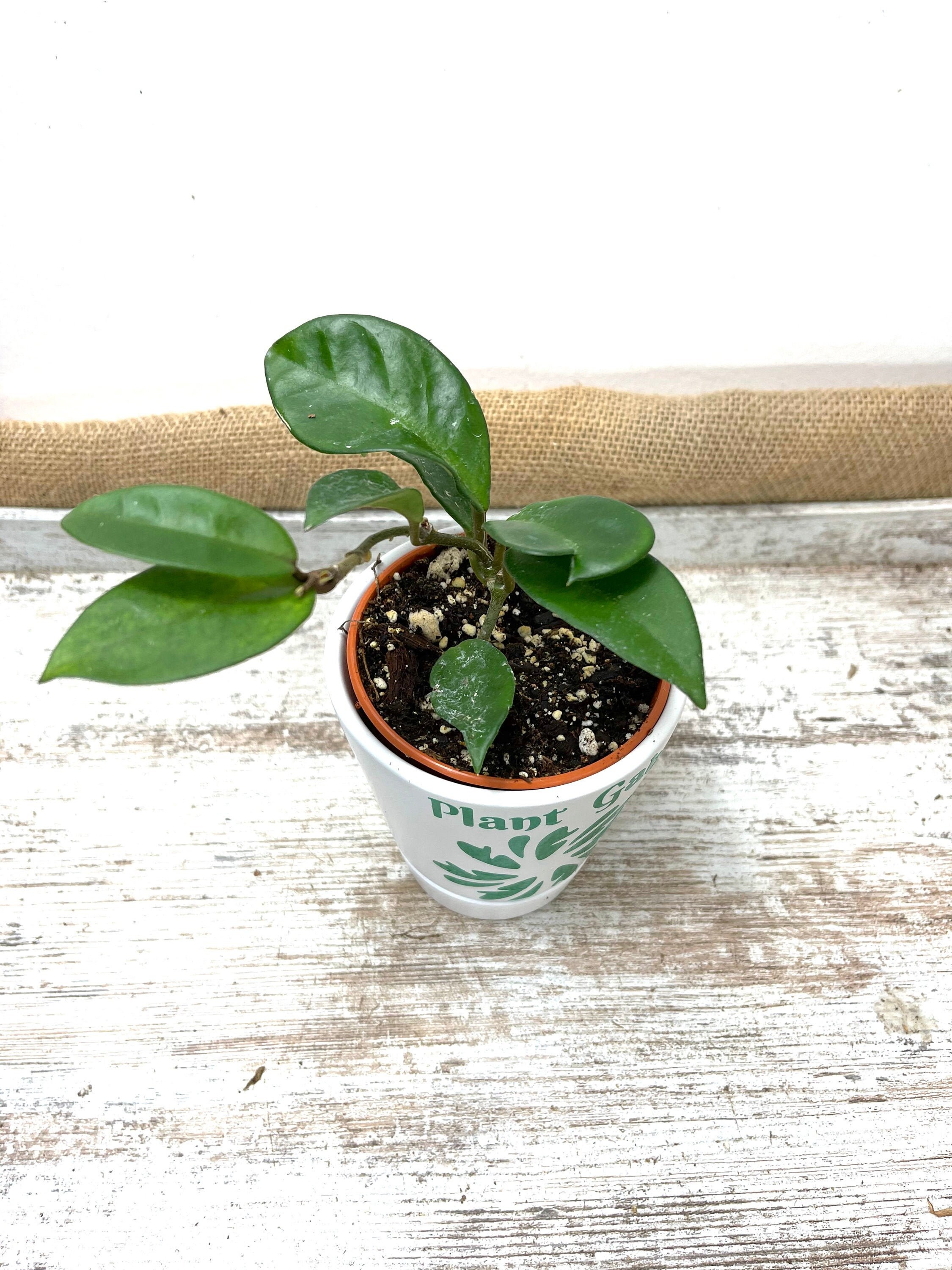 Hoya carnosa Jade in 4 pot