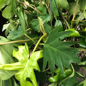 Philodendron mayoi cutting aka Tahiti, Impolitum non-rooted cutting 2 nodes, 2 leaves unrooted cutting, Multiple Nodes, cut fresh image 5