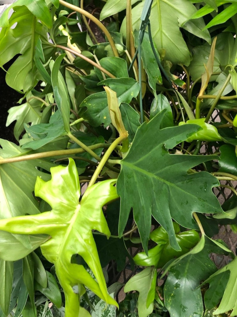 Philodendron mayoi cutting aka Tahiti, Impolitum non-rooted cutting 2 nodes, 2 leaves unrooted cutting, Multiple Nodes, cut fresh image 5