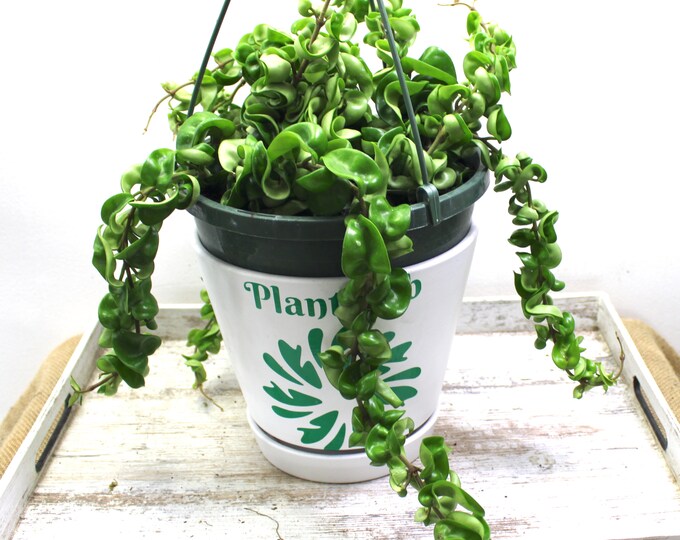 Hoya Hindu Rope Hoya Carnosa compacta Aka Hindu Rope Hoya 8 Hanging