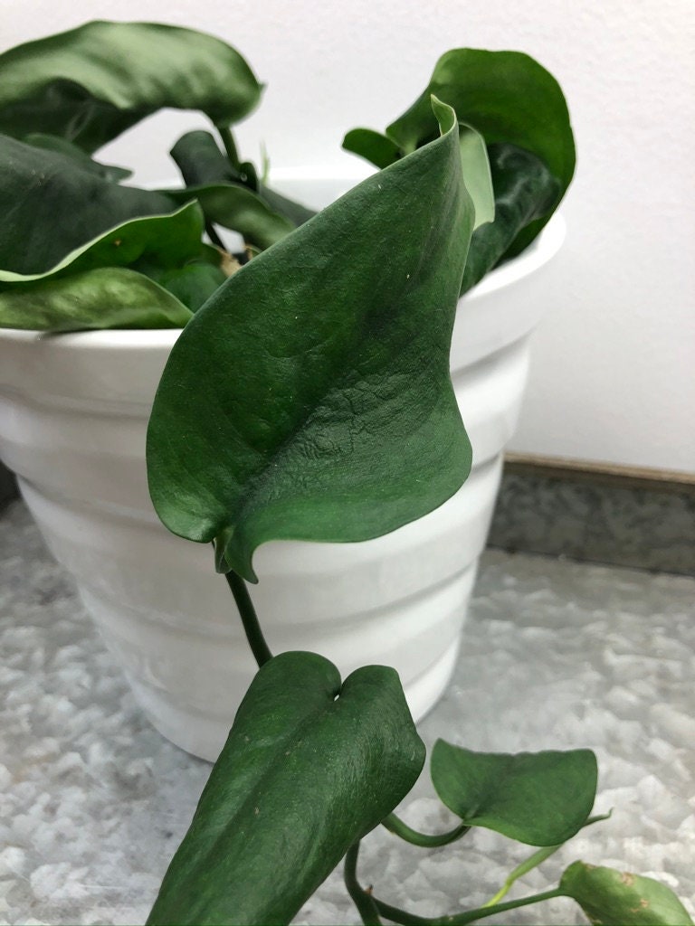 RARE Scindapsus Jade Satin Scindapsus pictus Jade Satin aka Jade