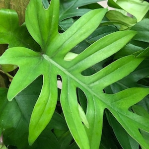 Philodendron mayoi cutting aka Tahiti, Impolitum non-rooted cutting 2 nodes, 2 leaves unrooted cutting, Multiple Nodes, cut fresh image 1