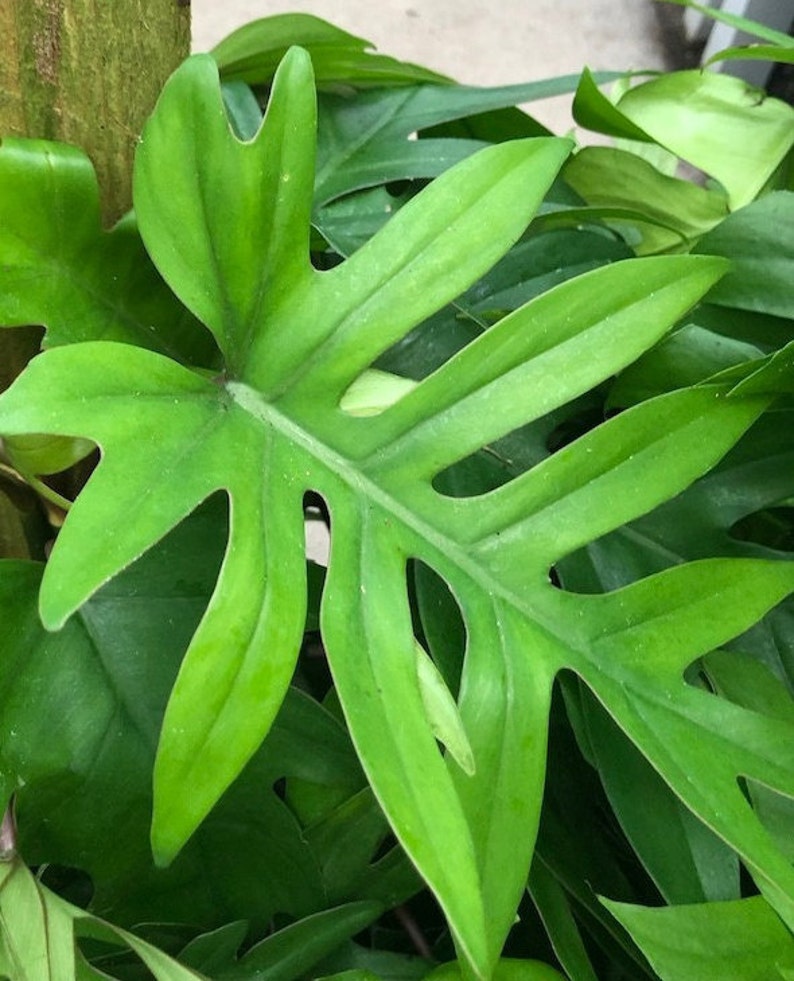 Philodendron mayoi cutting aka Tahiti, Impolitum non-rooted cutting 2 nodes, 2 leaves unrooted cutting, Multiple Nodes, cut fresh image 1