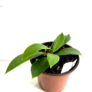 Hoya Mindorensis Pink Wax Plant - 4&quot; Pot - Exact Plant #42