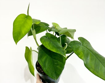 Syngonium macrophyllum in 6” pot - Large Collectors Syngonium with three plants in pot - Exact Plant #38