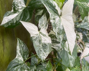 Syngonium Albo one 6" Unrooted Cutting with multiple nodes aka Syngonium podophyllum albo-variegatum Unrooted cutting Arrowhead Vine