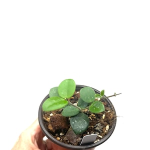 Hoya Mathilde in 4” pot - rare Hoya - wax plant - unusual, hard to find Hoya, Collectors Hoya - Exact Plant #108