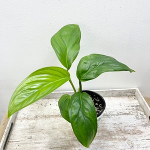 May include: A potted houseplant with large, vibrant green leaves. The plant is in a black and white pot, set on a white wooden tray. The leaves have a glossy texture and are arranged in a symmetrical pattern.