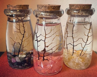 DIY Terrarium Kit | Aquascape | Glass Apothecary Jar