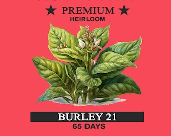 Tobacco Seeds - Cuban Criollo 98 Seeds Premium Plant Indoor Hardy Flower  Garden Mix Premium Best Heirloom Gardener Gift Pollinator Non-gmo