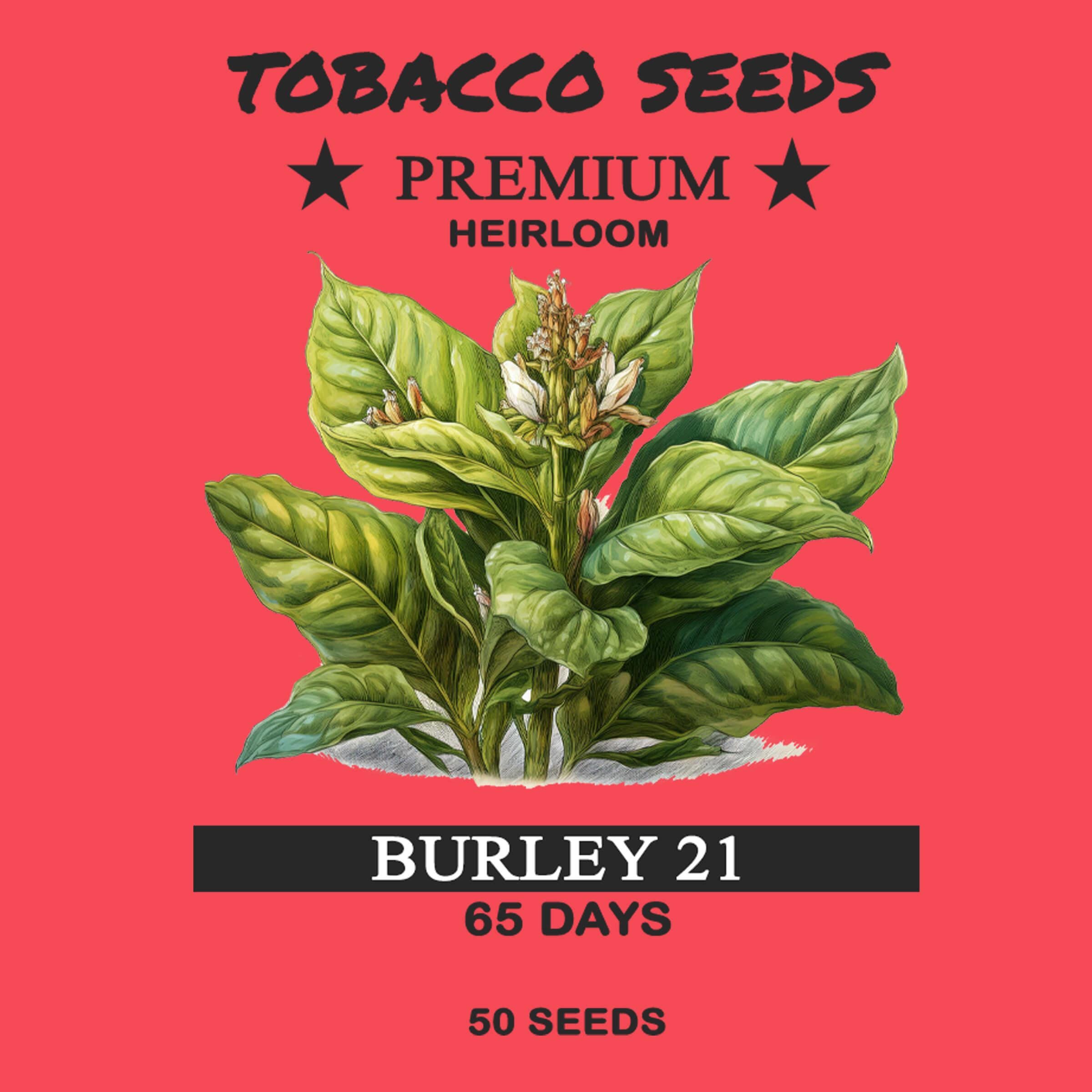 heirloom tobacco seeds Burley 21 Tobacco Seeds 50 Heirloom Fast Growing Heat Tolerant Plant Cigar  Cigarette Leaves