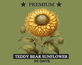 Teddy Bear Sunflower Seeds Heirloom Flower Packet Seeds All Zone Hardy Flower Garden Premium Best Heirloom Gardener Gift Pollinator Non-GMO