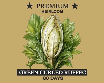 Endive Seeds - Green Curled Ruffec - Culinary Gourmet Mix Premium Best Heirloom Seed Gardener Gift Pollinator Non-GMO Seed Garden Vegetable