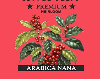 Coffee Seeds - Coffea Arabica Nana Seeds Coffee Plant Indoor Hardy Flower Garden Mix Premium Best Heirloom Gardener Gift Pollinator Non-GMO