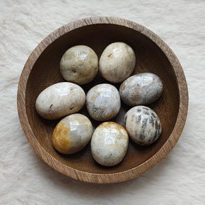 Fossilized Coral - Tumbled Stone - Lithotherapy - Natural Stones - Socialization - Energy - Stability - Anchoring - Calming