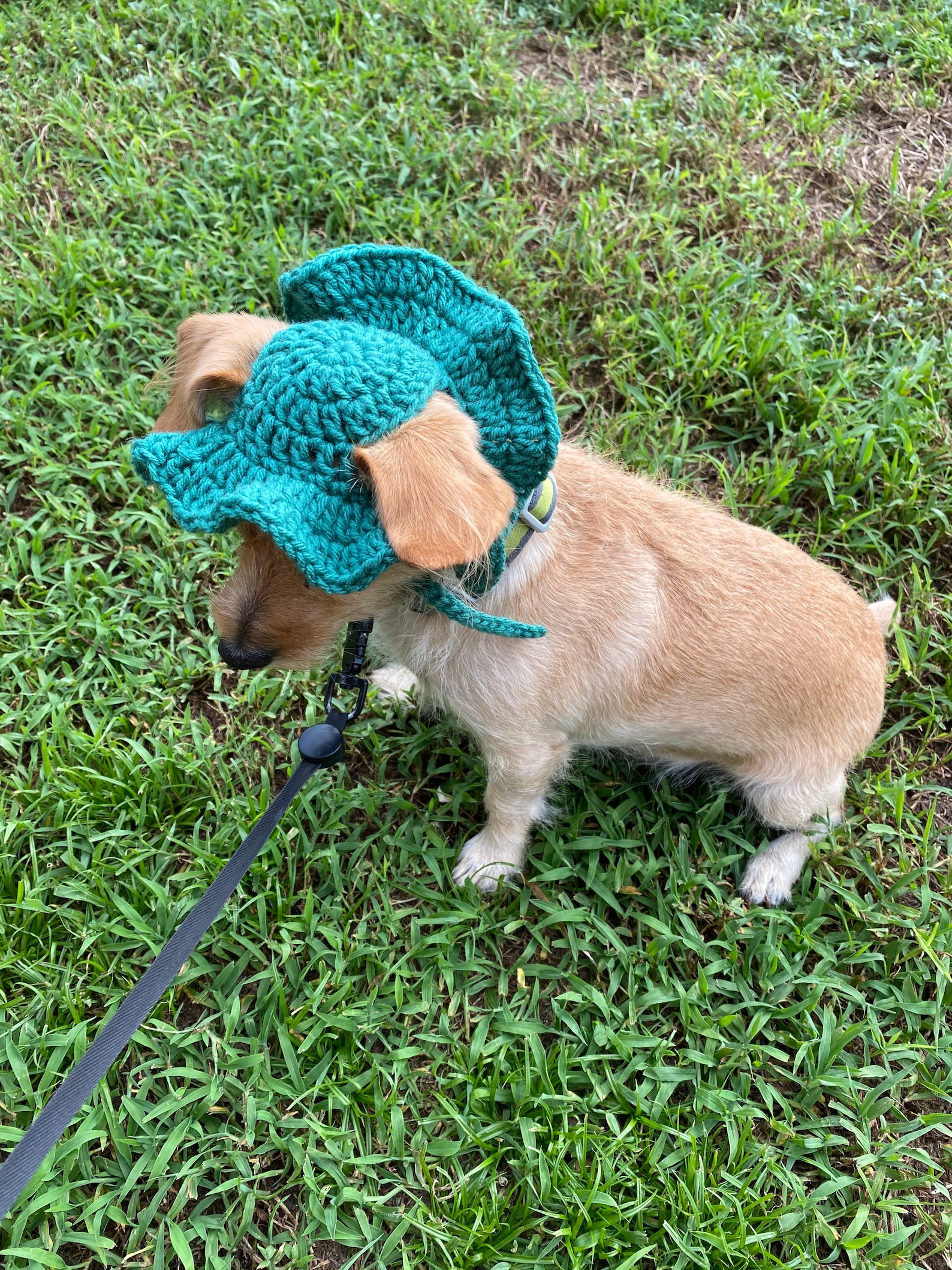 Crochet Dog Sun Hat w/ FREE sketch portrait of your doggy Etsy