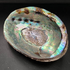 Ammonite shell; rainbow Ammonite shell; crystal shell; fossilized shell; Ammonite seashell