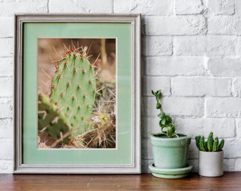 Cacti in Arizona Photography Digital Print