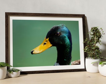 Duck Wildlife Photography Digital Download Print Wall Art