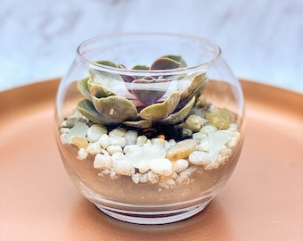 DIY Succulent Terrarium Kit, Glass Bowl, Plant Gift Box