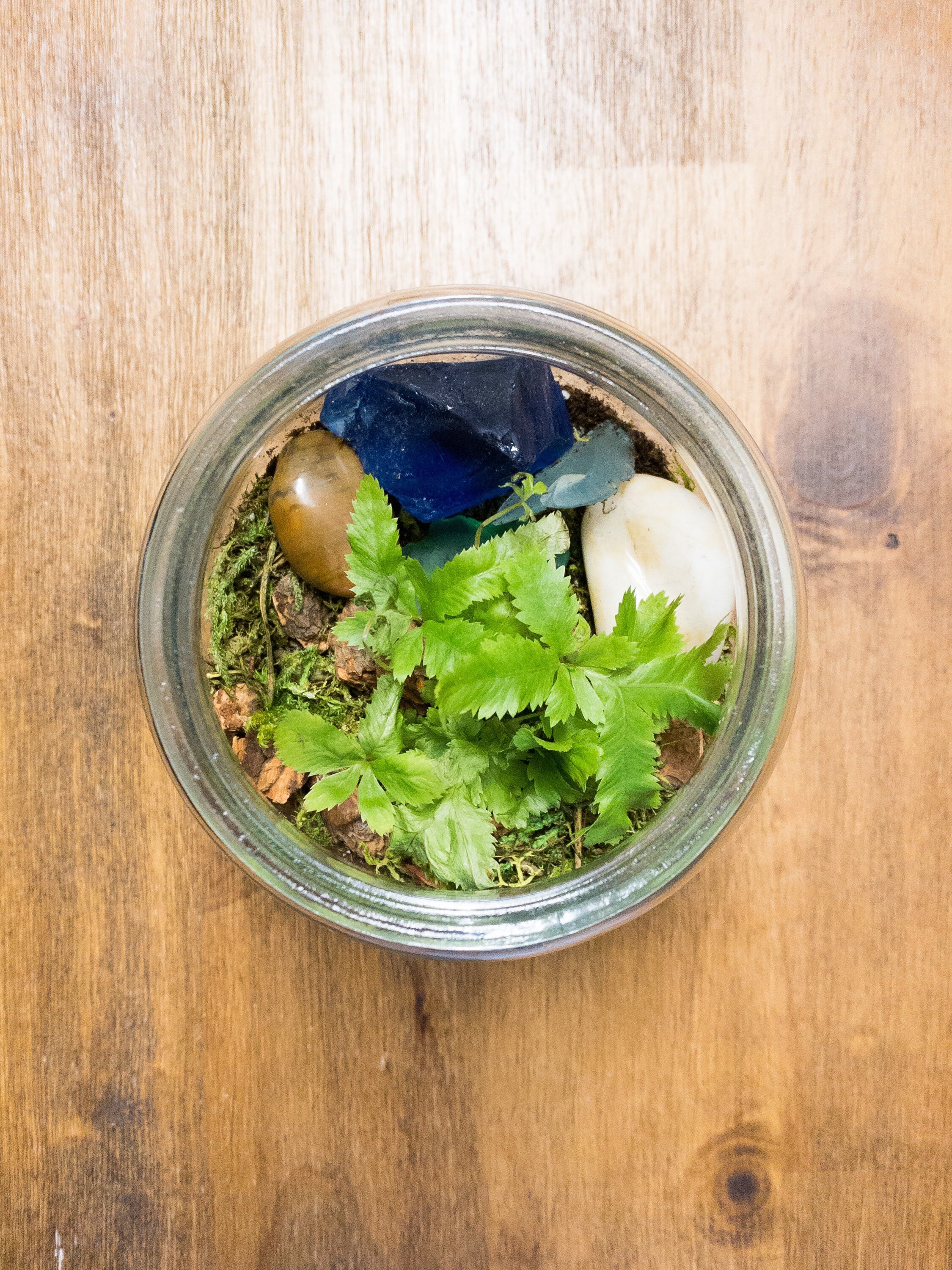 DIY Terrarium Kit Terrarium Glass Craft Kit for Adults Adult Etsy