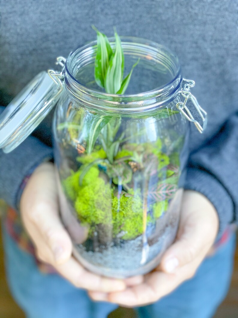 Terrarium Kit Closed Terrarium Kit DIY Kits for Adults Etsy