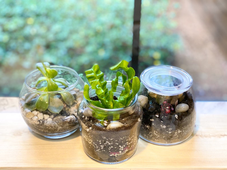 Closed Terrarium DIY Terrarium Kit Terrarium Craft Kit for Etsy