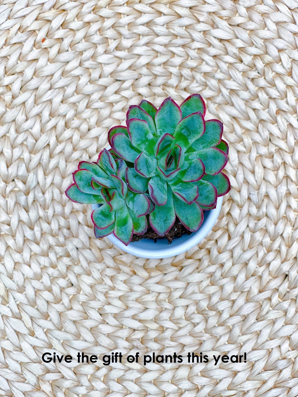 Succulent Gift Box Terrarium Kit DIY Terrarium Gift Box Etsy