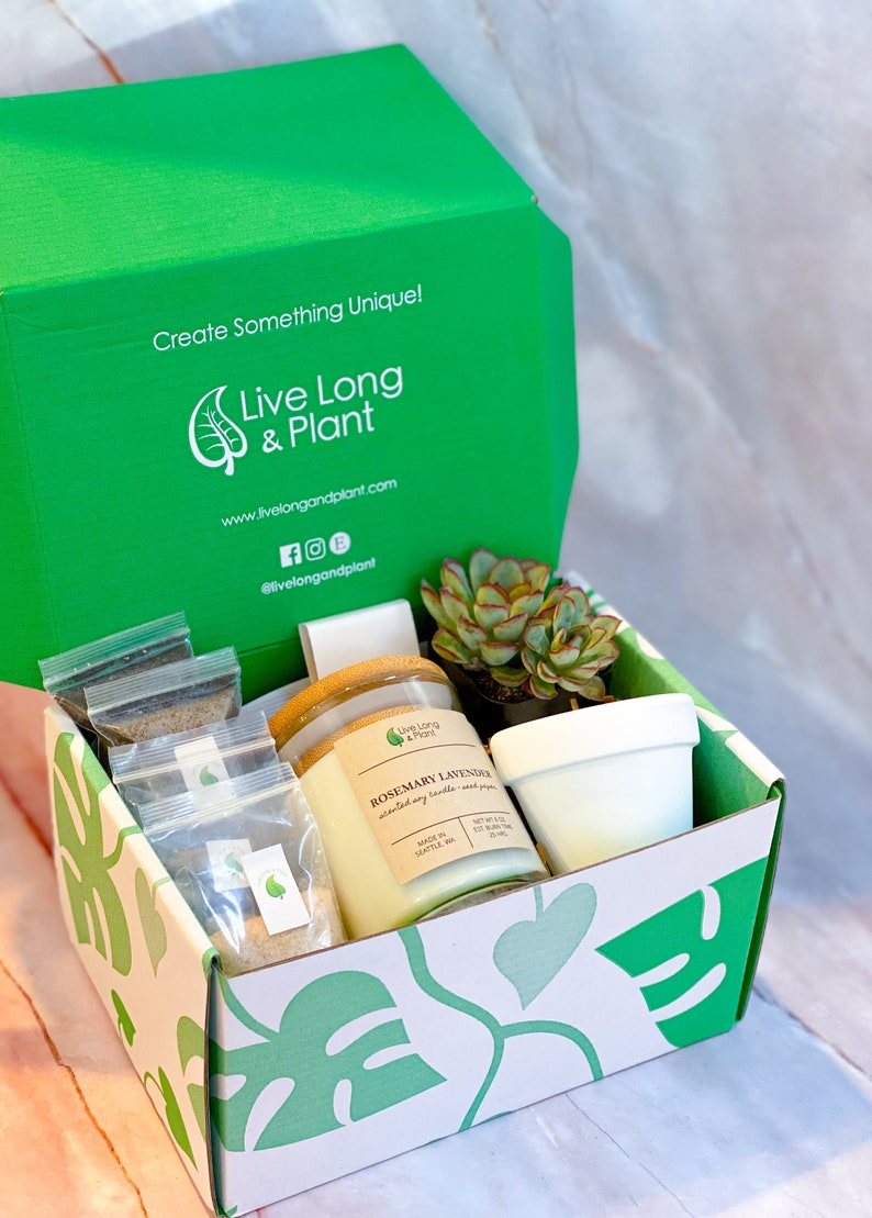 Craft Kits for Adults DIY Terrarium Kit Succulent Terrarium Etsy