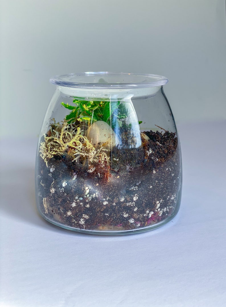 Closed Terrarium DIY Terrarium Kit Terrarium Craft Kit for Etsy