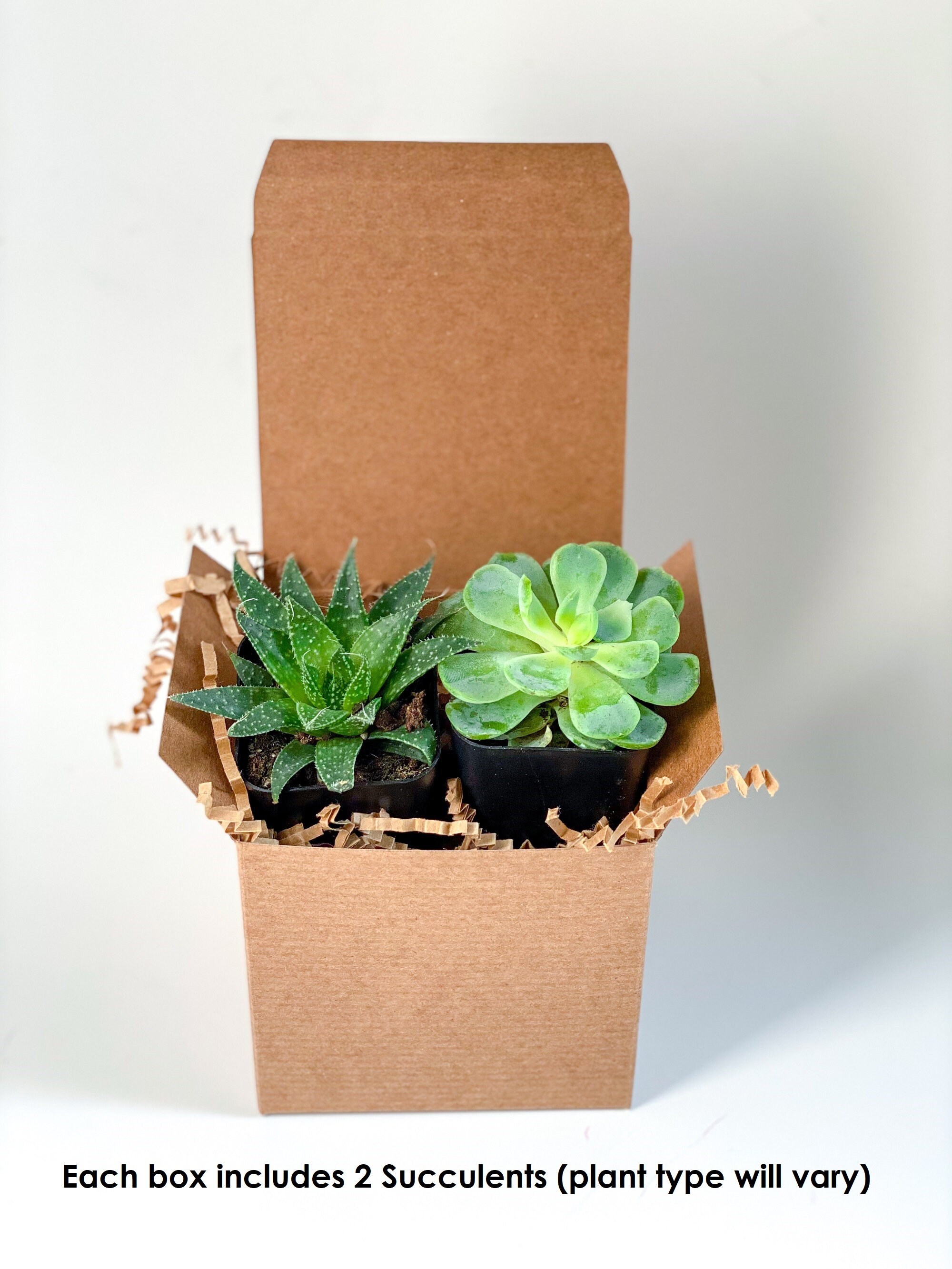 Plant Mom Gift Plant Box Plant Gift Box Plant Gifts Planter Etsy