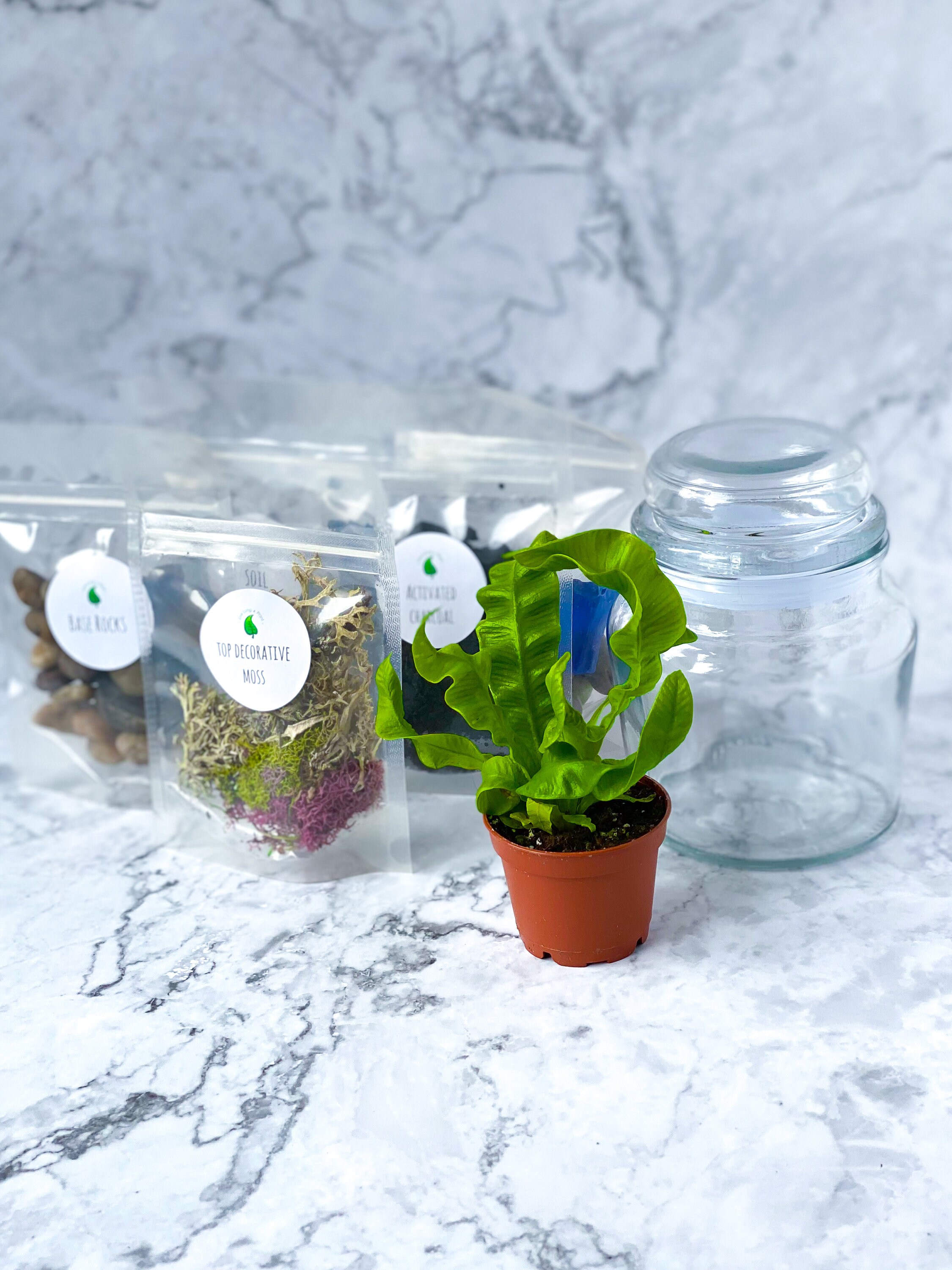 Closed Terrarium DIY Terrarium Kit Terrarium Craft Kit for Etsy