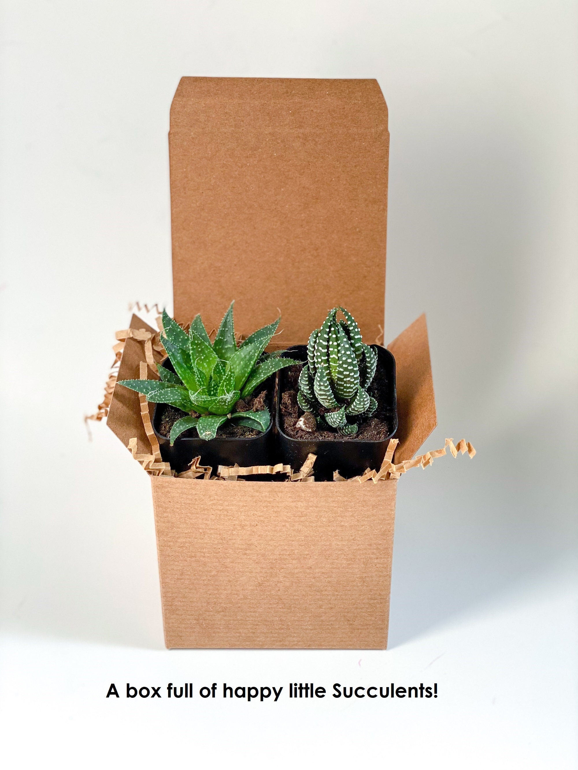Plant Mom Gift Plant Box Plant Gift Box Plant Gifts Planter Etsy